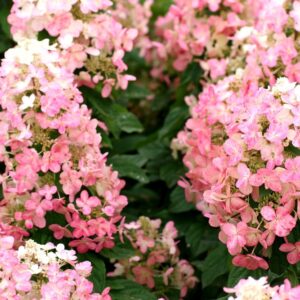 Hydrangea-pan-Magical-Fire-3