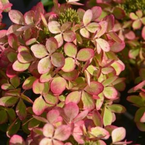 Hydrangea-pan-PastelgreenPBR-4