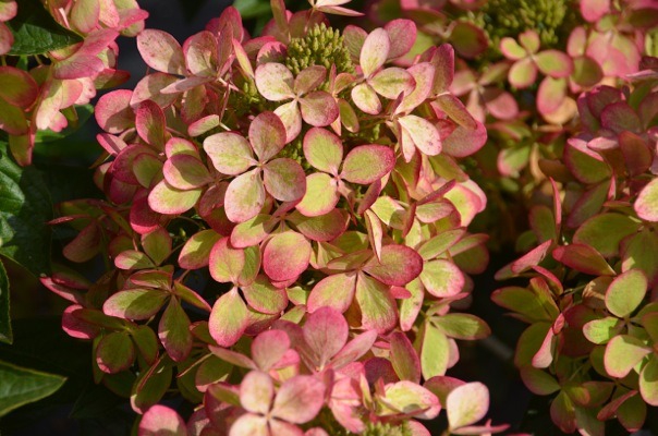 Hydrangea-pan-PastelgreenPBR-4