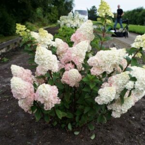 Hydrangea-pan-Sundae-FraisePBR-4