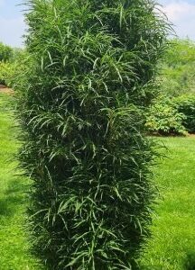 Paakspuu-Ron-Williams