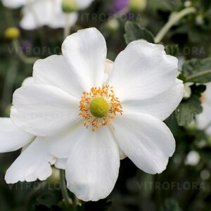 anemone-honorine-jobert-2