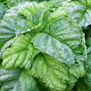 basiilik-letuce-leaf-2
