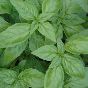 basil-mammolo-genovese-2