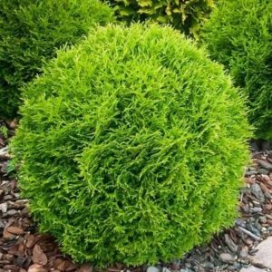 elupuu-little-champion