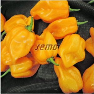 habanero-orange-2