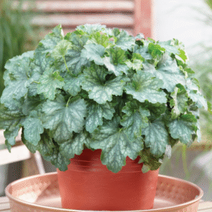 helmikpoeoeris-cocomint