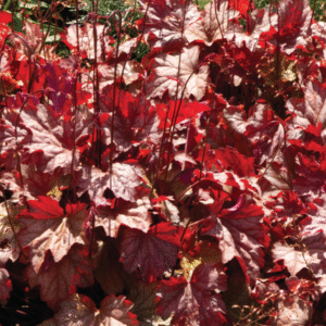 helmikpoeoeris-peach-parfait