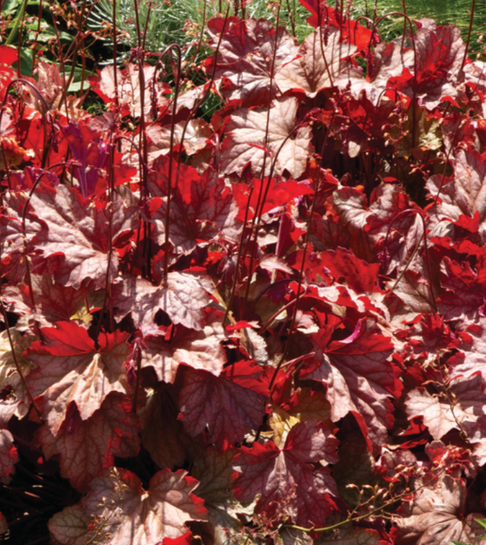 helmikpoeoeris-peach-parfait