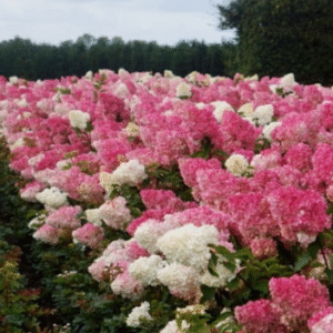 hortensia-Vanille-fraise-PBR