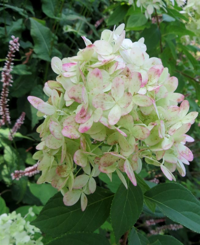 hydrangea-grandiflora1-2