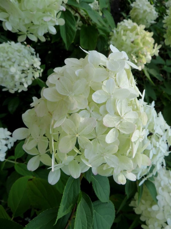 hydrangea-grandiflora2-2