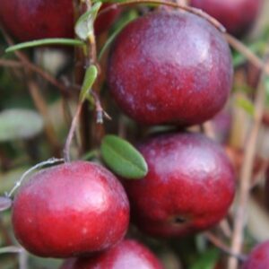 johvikas-early-black