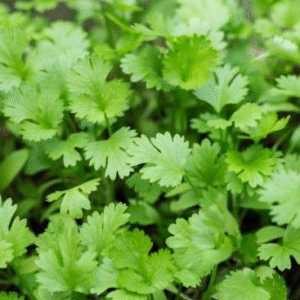 koriander-5