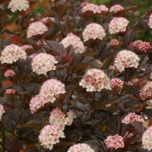 lodjappoisenelas-andre