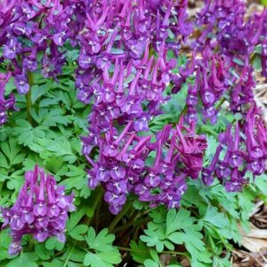 lookannus-purple-bird-2