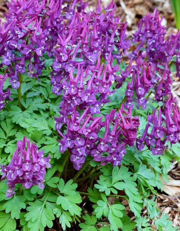 lookannus-purple-bird-2