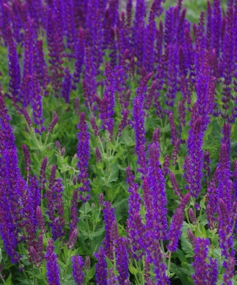 metssalvei-ostfriesland