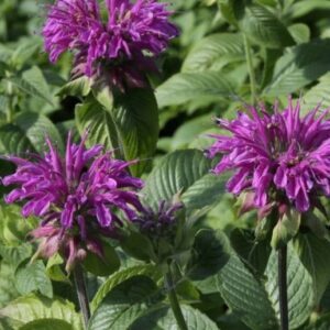 monarda-praerienacht