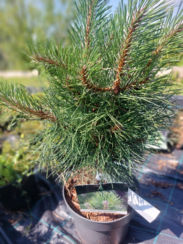 must-maend-pyramidalis