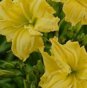 paeevaliilia-double-river-wye