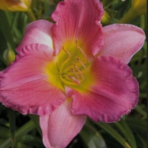 paeevaliilia-final-touch