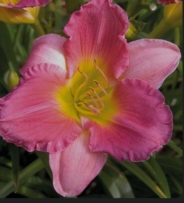 paeevaliilia-final-touch