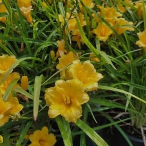 paeevaliilia-mini-stella