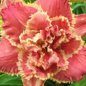 paeevaliilia-venetian-fringe