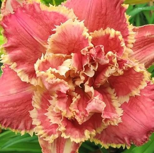 paeevaliilia-venetian-fringe