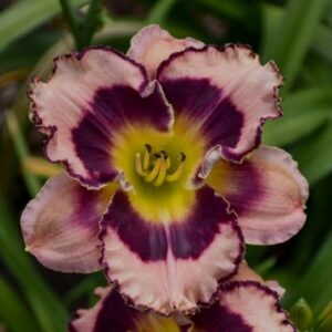 paeevaliilila-purple-flame