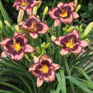 paeevaliilila-simmons-overtrue