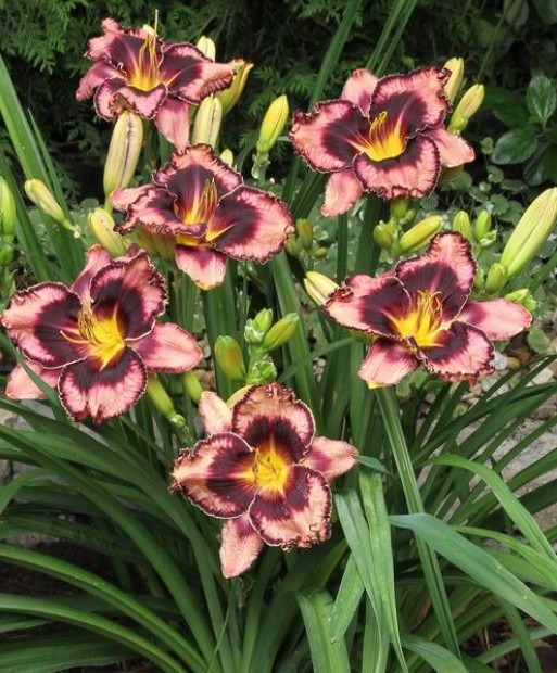 paeevaliilila-simmons-overtrue