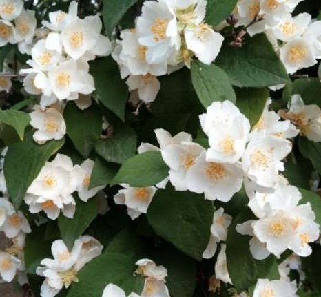 philadelphus-mont-blanc-2