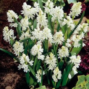 puskiinia-valge-oieline