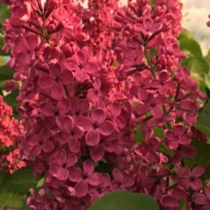 syringa-Krasnaya-moskva-2