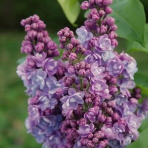 syringa-Victor-Lemoine-2