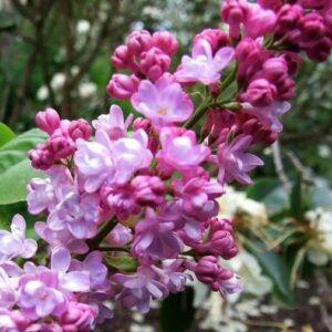 syringa-belle-de-nancy-2