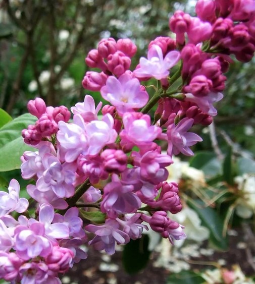 syringa-belle-de-nancy-2