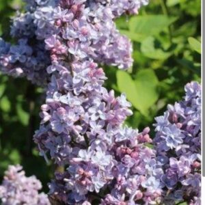 syringa-president-gravy