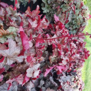 toncka-frosted-caramel-1