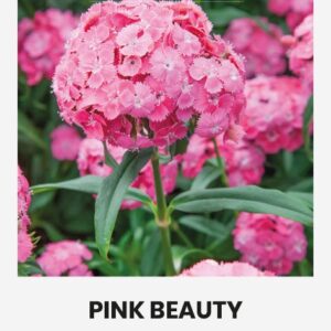 habenelk 'pink beauty' 1g