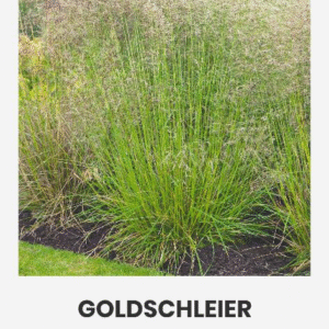 luht kastevars 'goldschleier' 1g