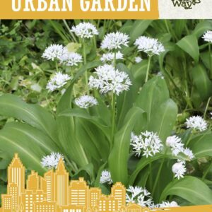 karulauk 1g urban garden