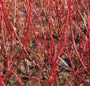 siberi-kontuu-siberian-pearls-1