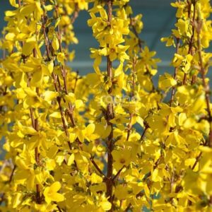 vaertforsueuetia-courtalyn