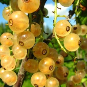 valge-sostar-Zitavia