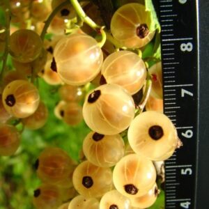 valge-sostar-werdavia