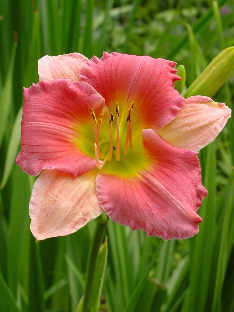 Hemerocallis-Final-Touch-2-D