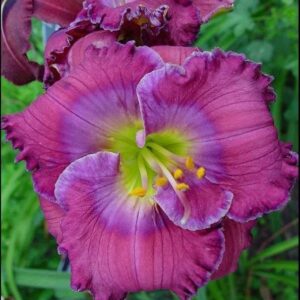Hemerocallis-Lavender-Blue-Baby-1-D